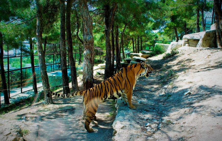 Сафари-парк