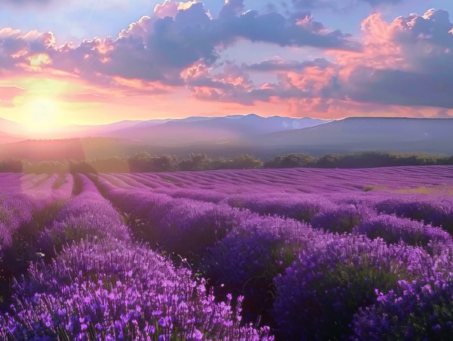 Анапа, лавандовые поля